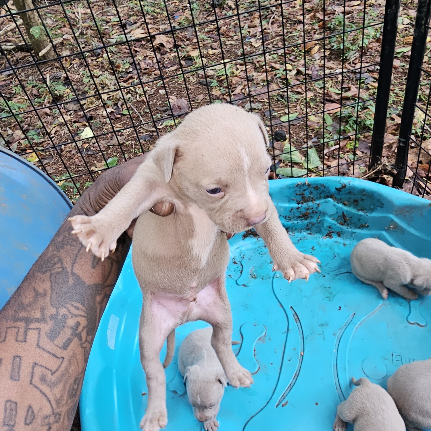 American Bully Puppies For Sale Fulton County, GA 614093