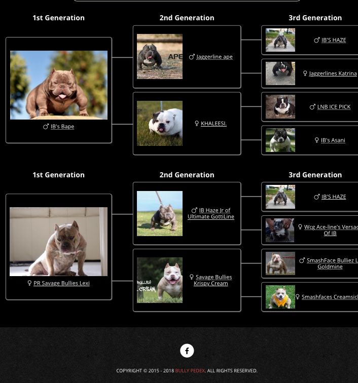 American Bully Puppies For Sale Dover, DE 289072