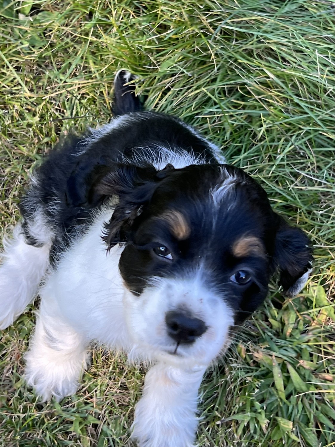 American Cocker Spaniel Puppies For Sale Tomah, WI 611383