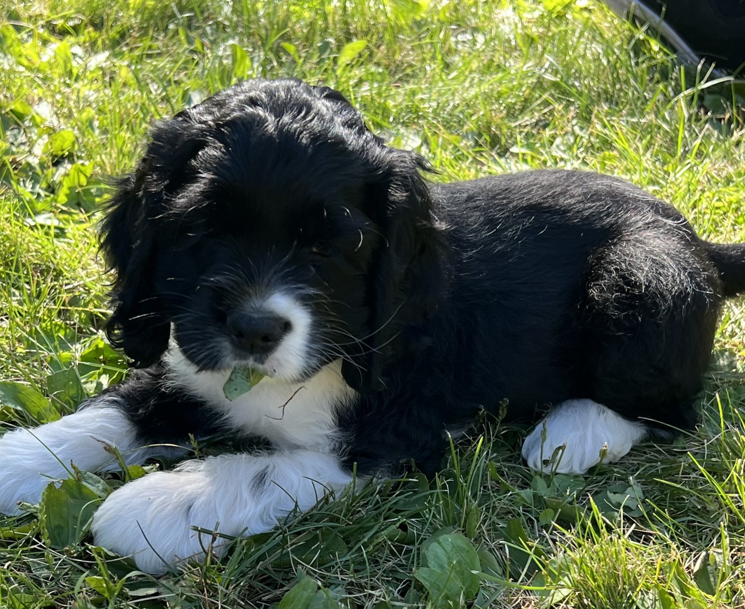 American Cocker Spaniel Puppies For Sale Tomah, WI 611383