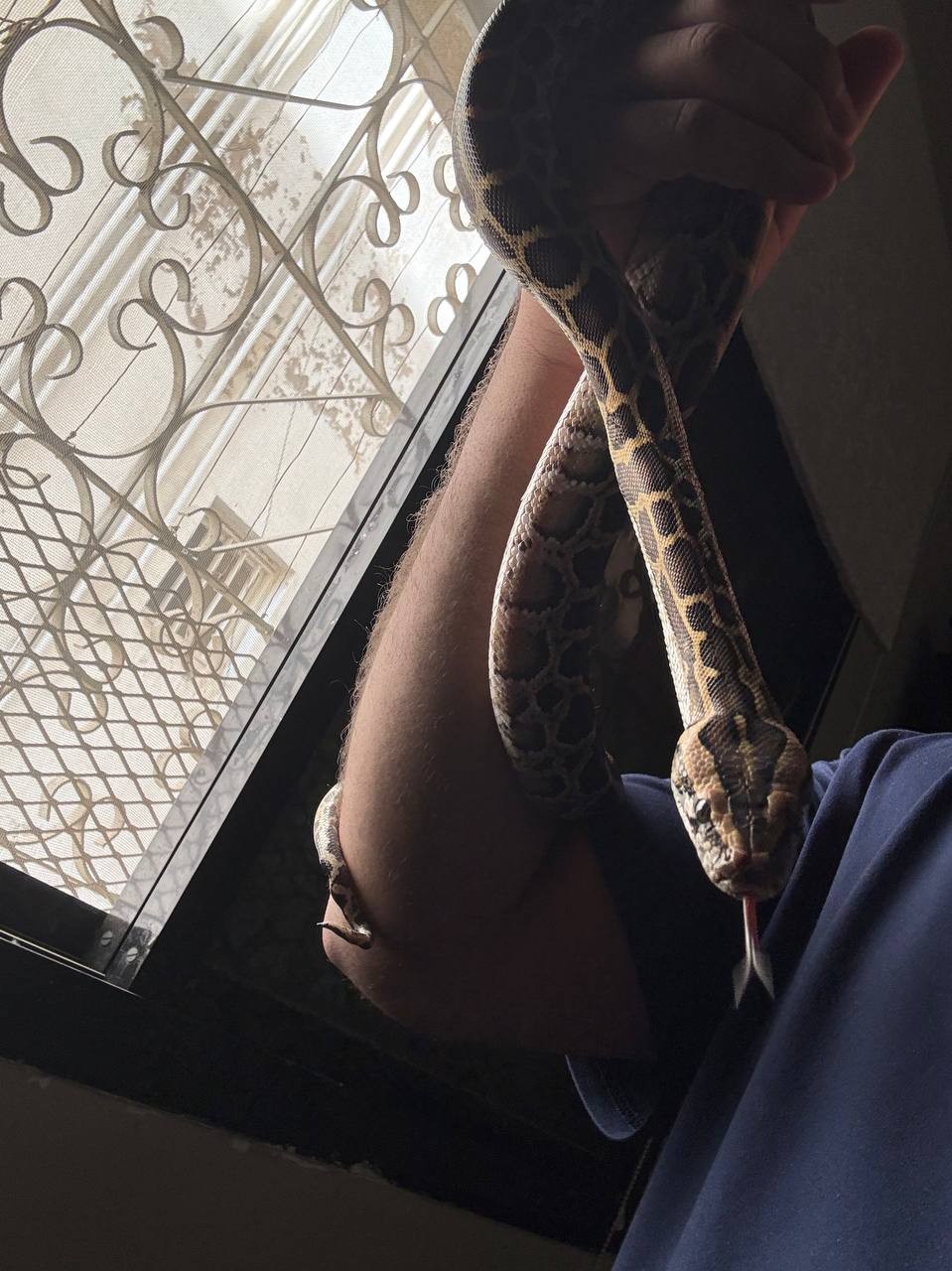 Buy Male Ball Python in Madinah, AL-MADINAH-PROVINCE | #663661