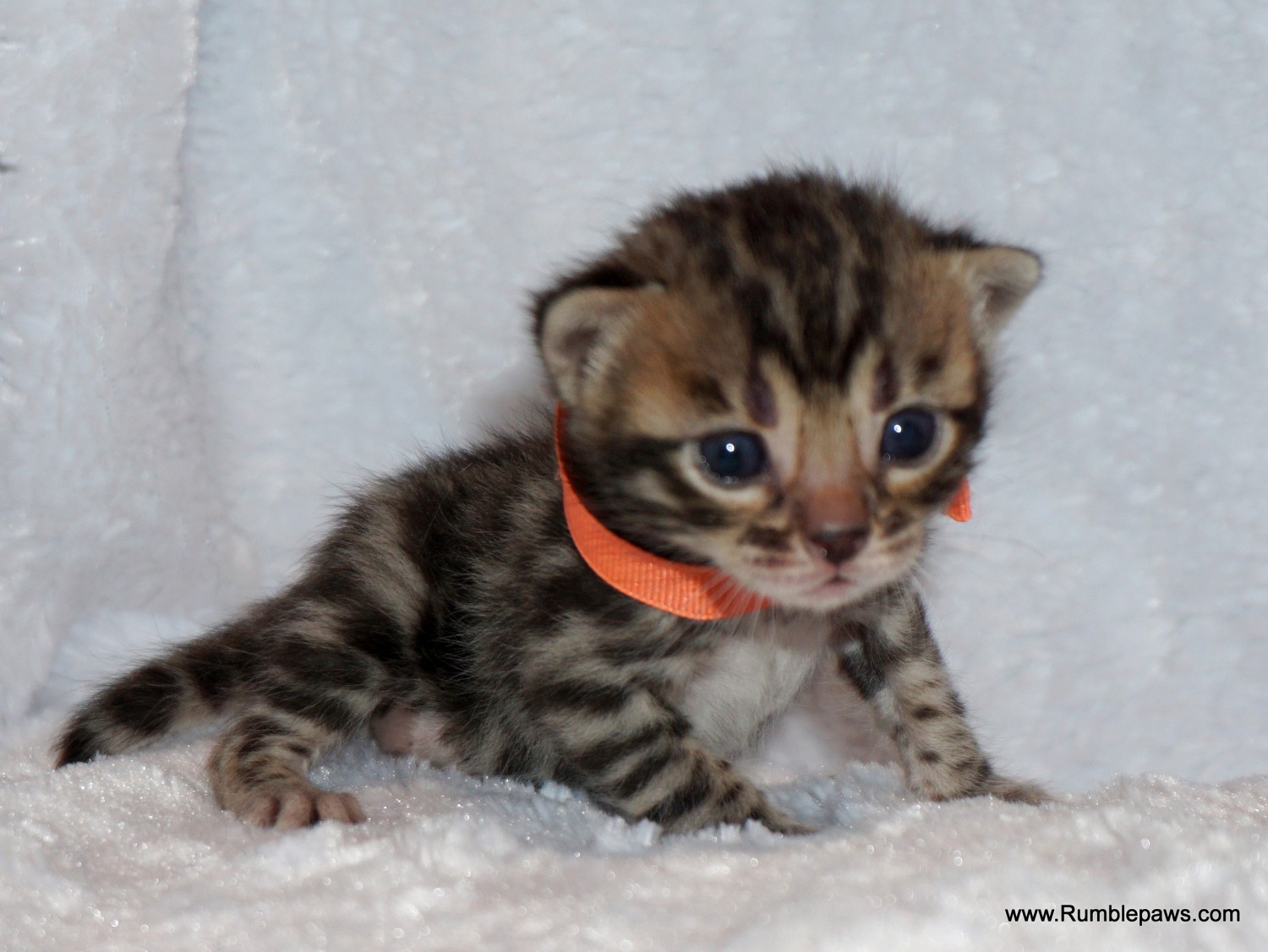 Bengal Cats For Sale Lockport, NY 611875 Petzlover