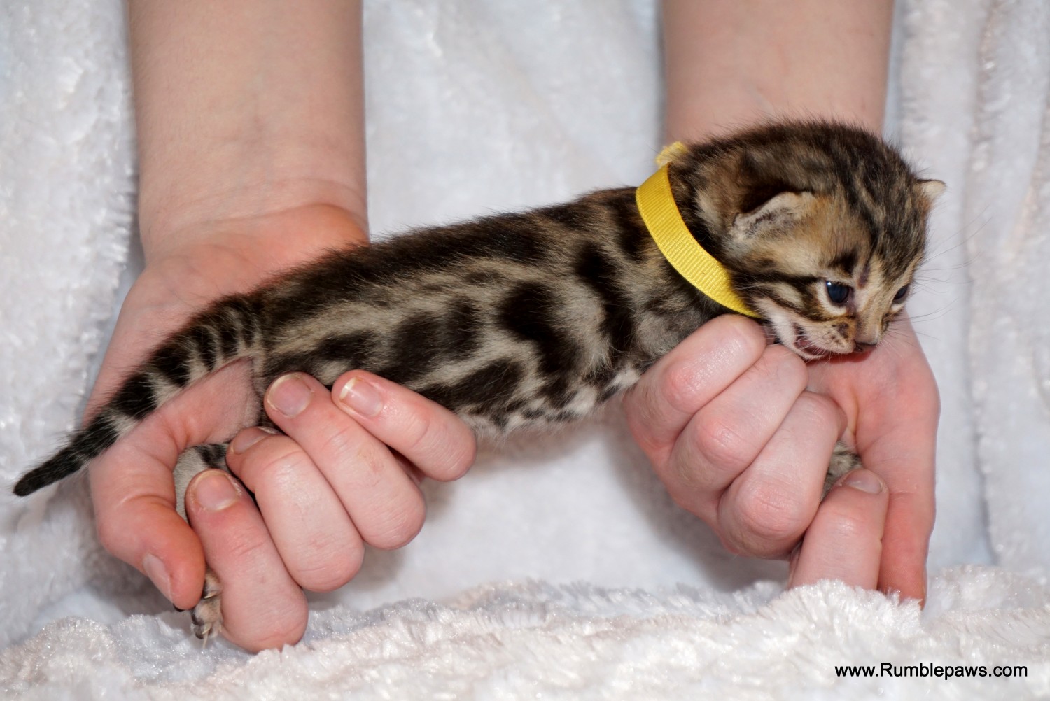 Bengal Cats For Sale Lockport, NY 611875 Petzlover
