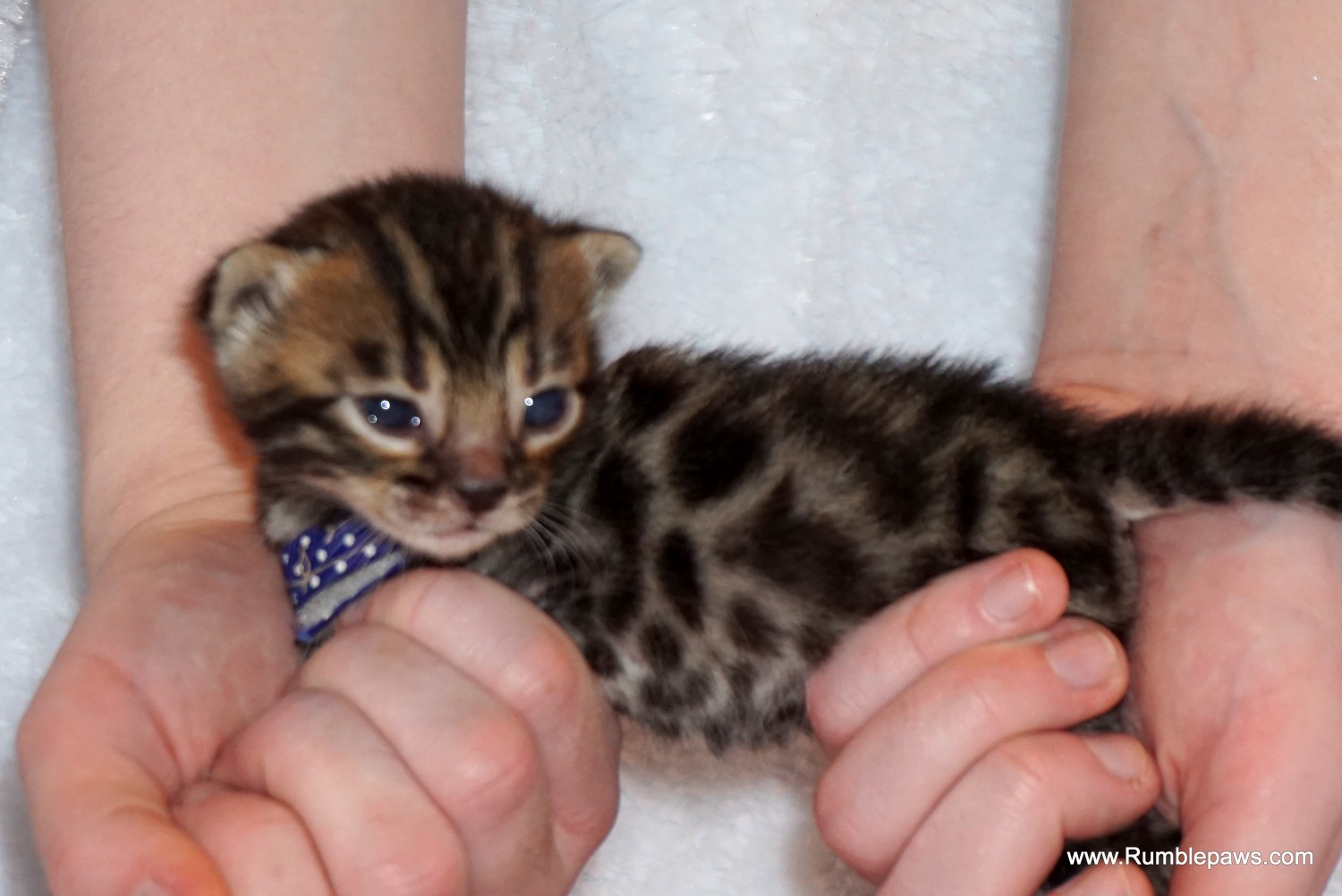 Bengal Cats For Sale Lockport, NY 611875 Petzlover