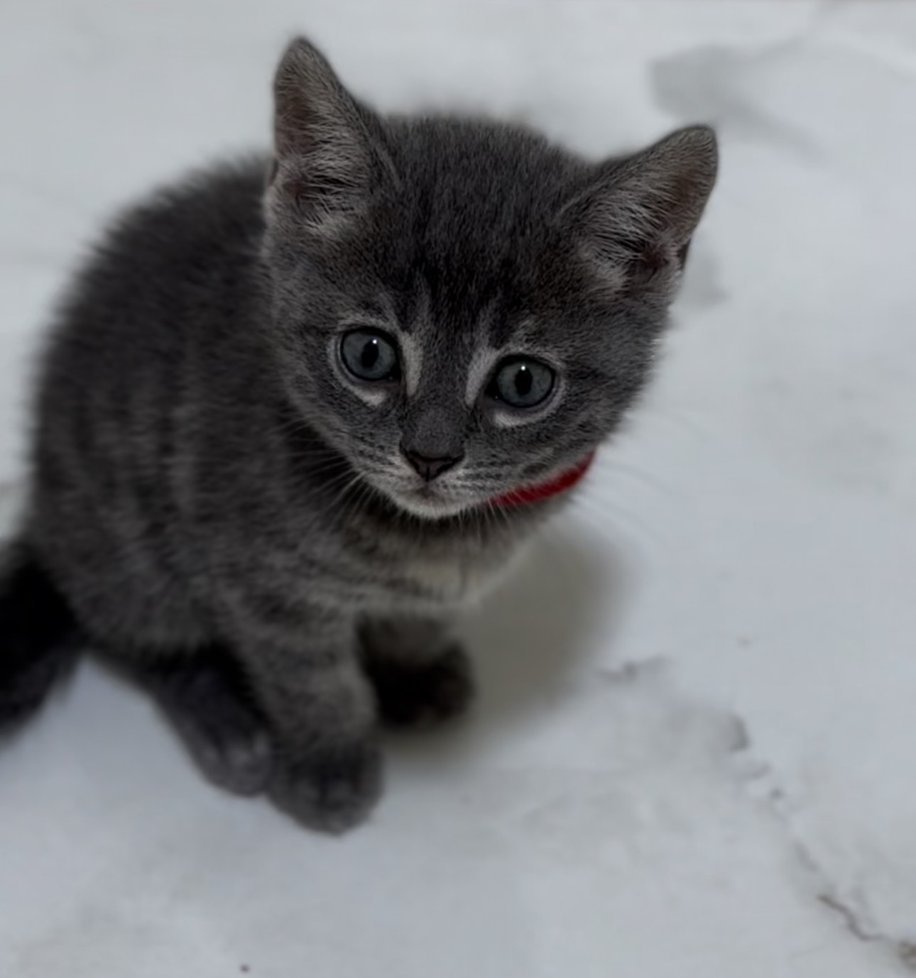 20+ Cats For Sale in Abu Dhabi | د.إ500 – د.إ15,000