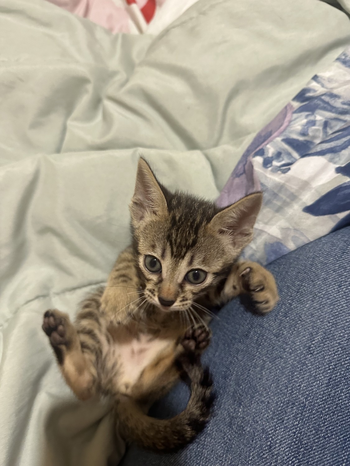 21+ Cats For Sale in Chicago, IL | $700 | Petzlover