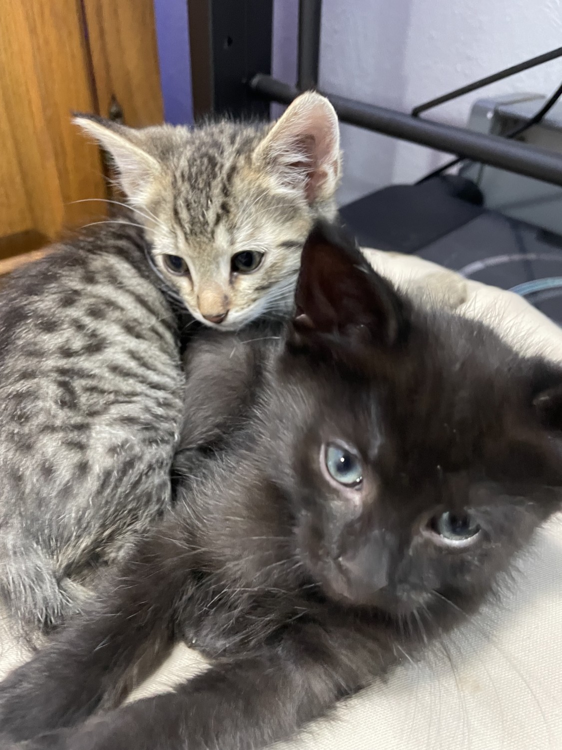 Wa Rav Cat Healthy Cats & Kittens for Adoption in Washington