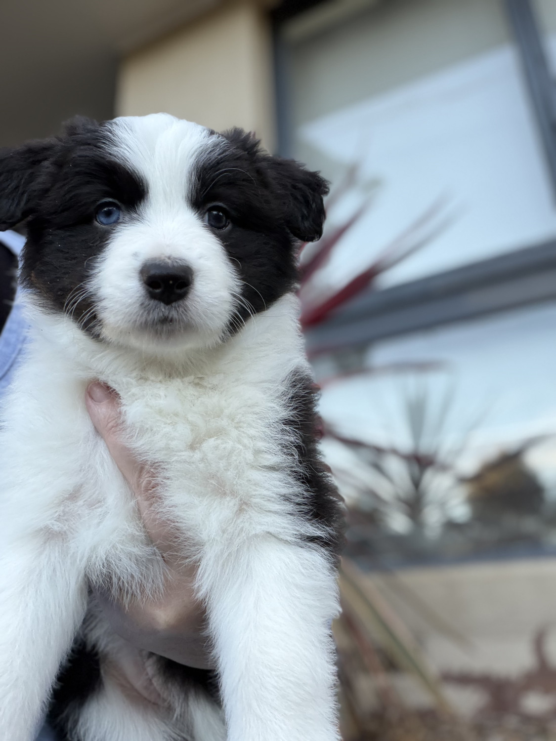 Buy Female Border Collie Puppy in Baxter, VIC | #690748