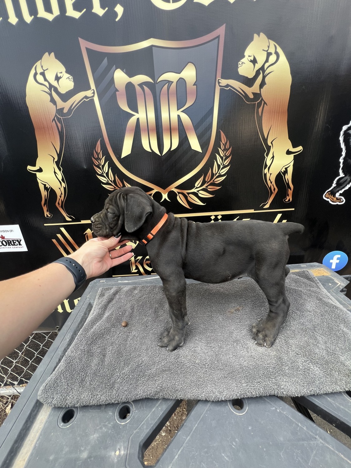 Cane Corso Puppies For Sale Denver County, CO 616239