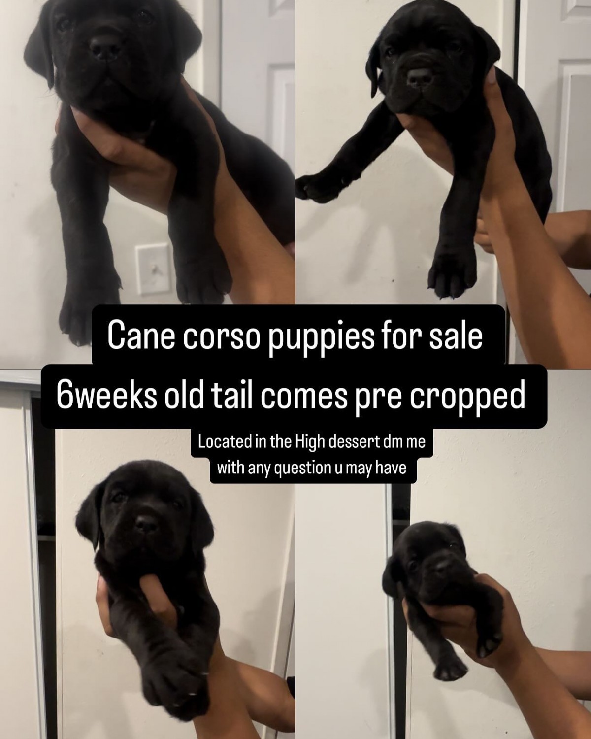 Cane Corso Puppies For Sale Hesperia, CA 616596