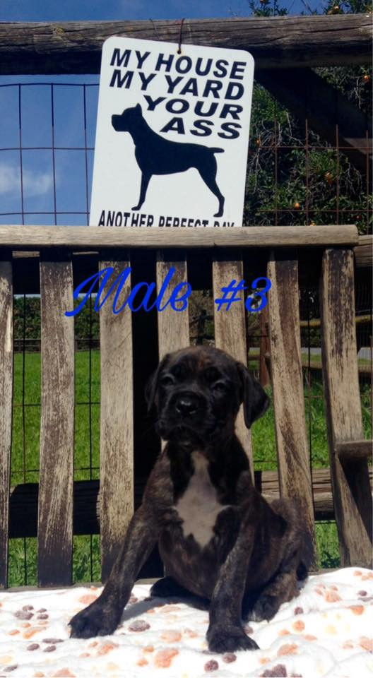 Cane Corso Puppies For Sale Lindsay, CA 274530
