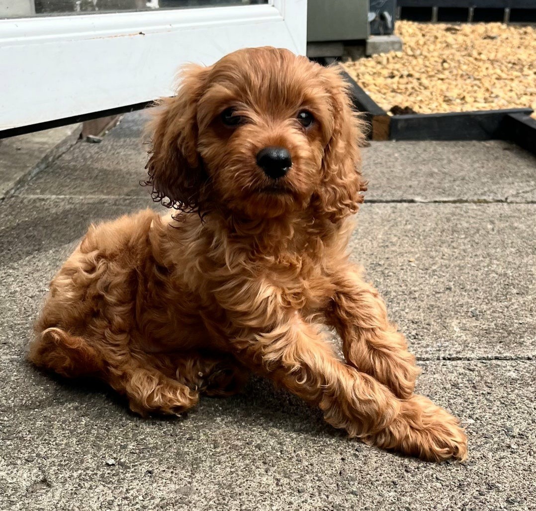 Cavapoo Puppies For Sale | $600 | Camden, NJ #645312