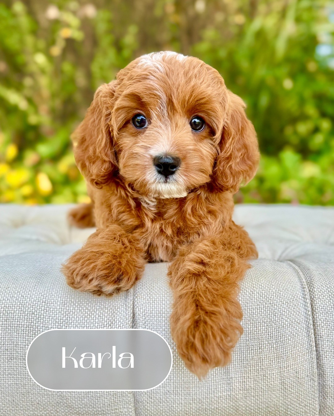 Cavapoo Puppies for sale in Newark, New Jersey | $500