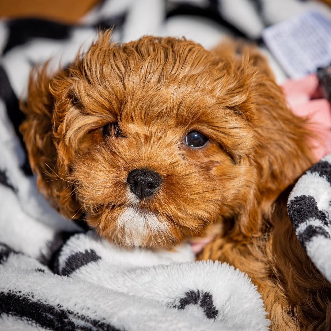 Cavapoo Puppy for sale in Newark, New Jersey | $500