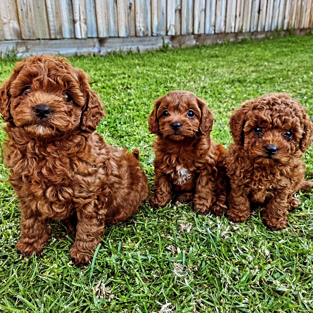 Cavapoo Puppies for sale in Newark, New Jersey | $500