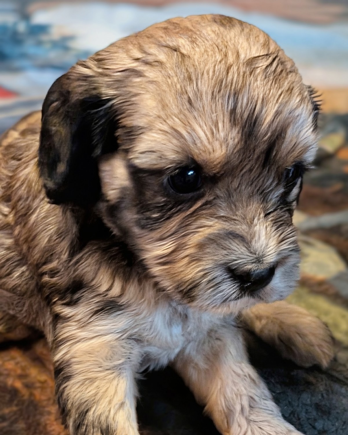 22+ Cavapoo Puppies / Dogs For Sale in Elbert County | $800