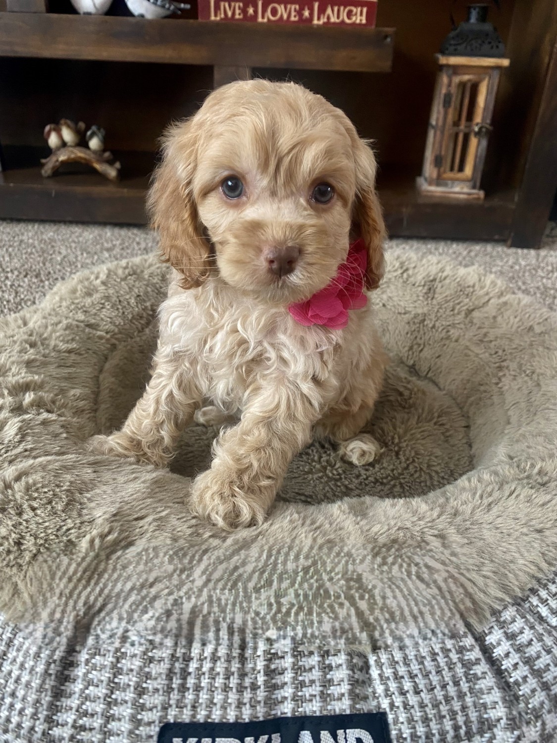 25+ Cockapoo Puppies / Dogs For Sale in Berrien Springs, MI | $350 – $550