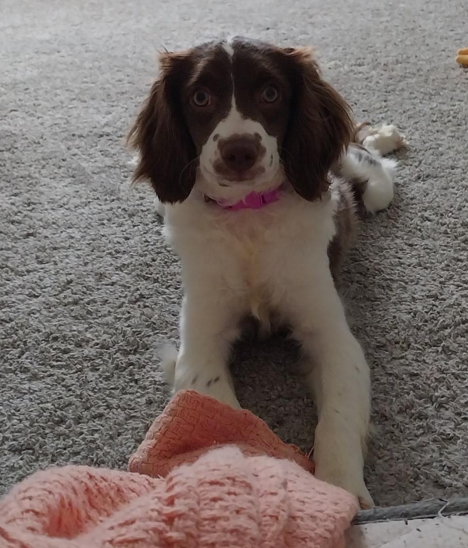 Cockapoo Puppy for sale in Center Township, Indiana | $75