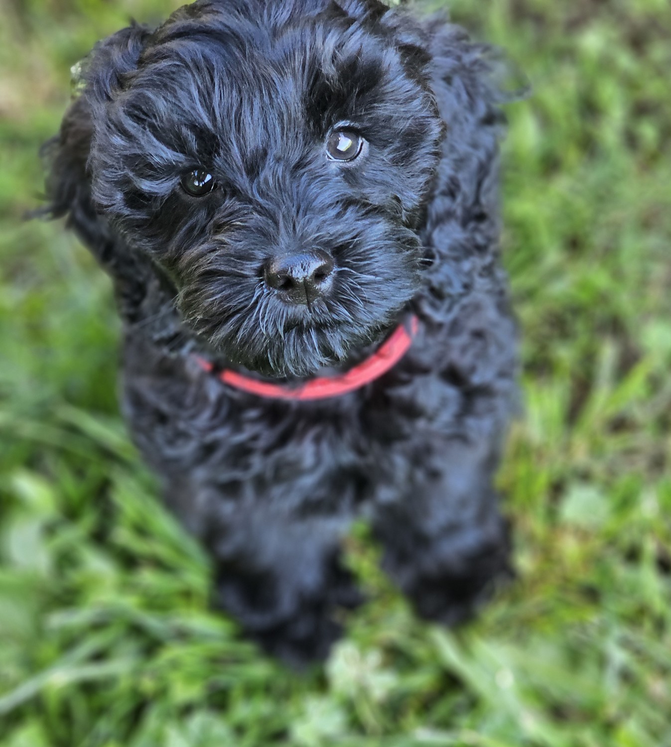 23+ Cockapoo Puppies For Sale in Idaho County | $950 – $1,200