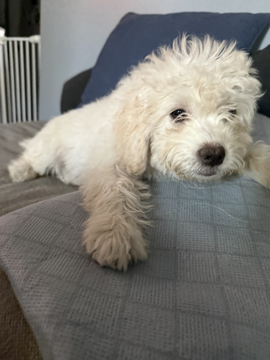 Cockapoo Puppies For Sale | Boyle Heights, CA #640770