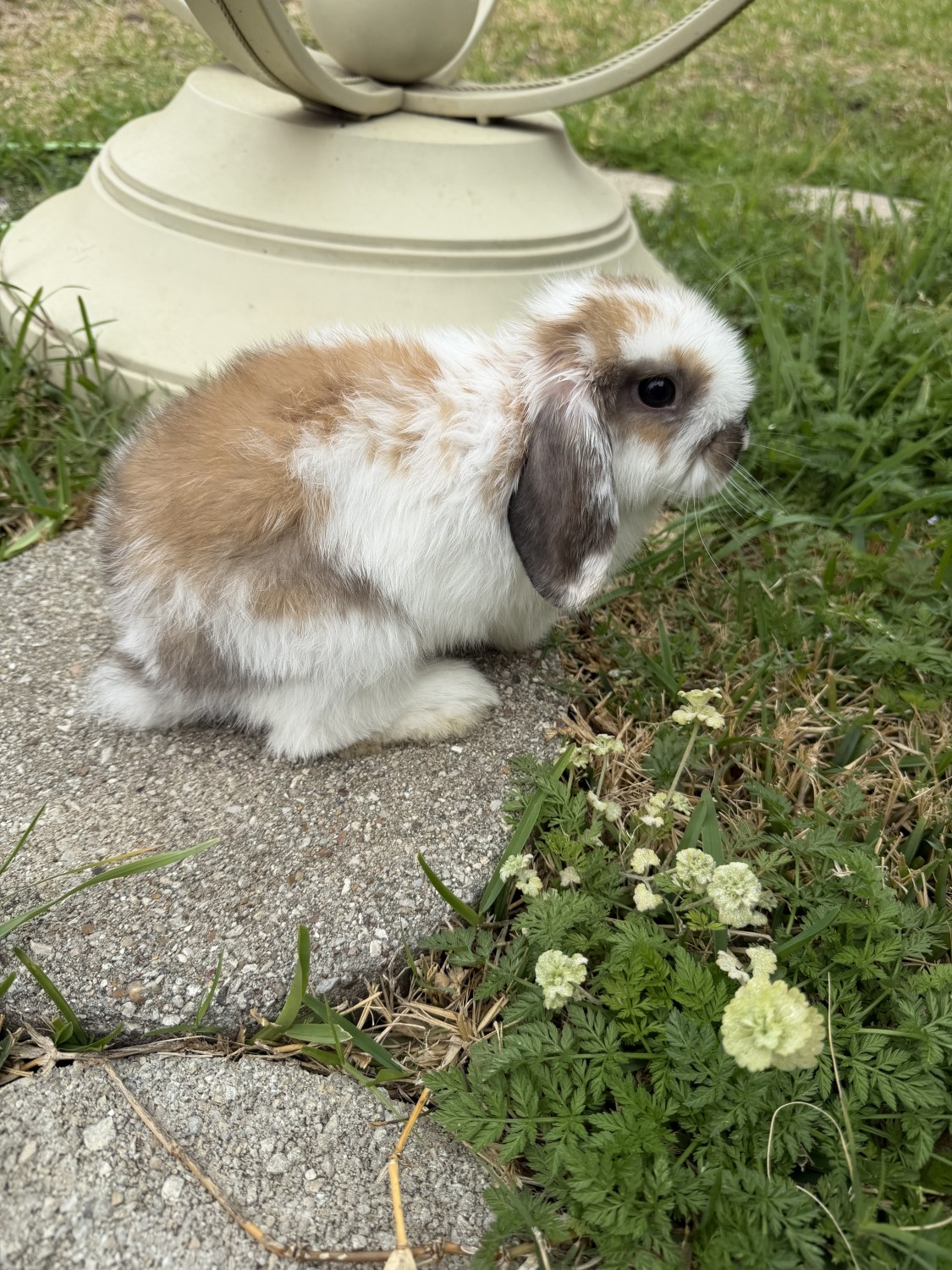 Dwarf Rabbit Rabbits for Sale in United States | PetzLover