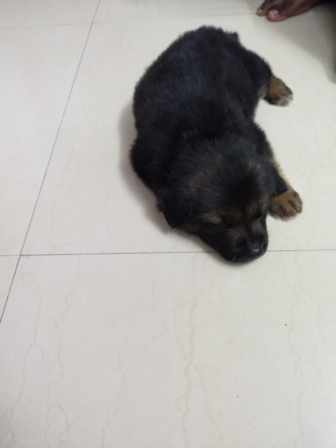 German Shepherd Puppies For Sale | Mumbai, MH #395391