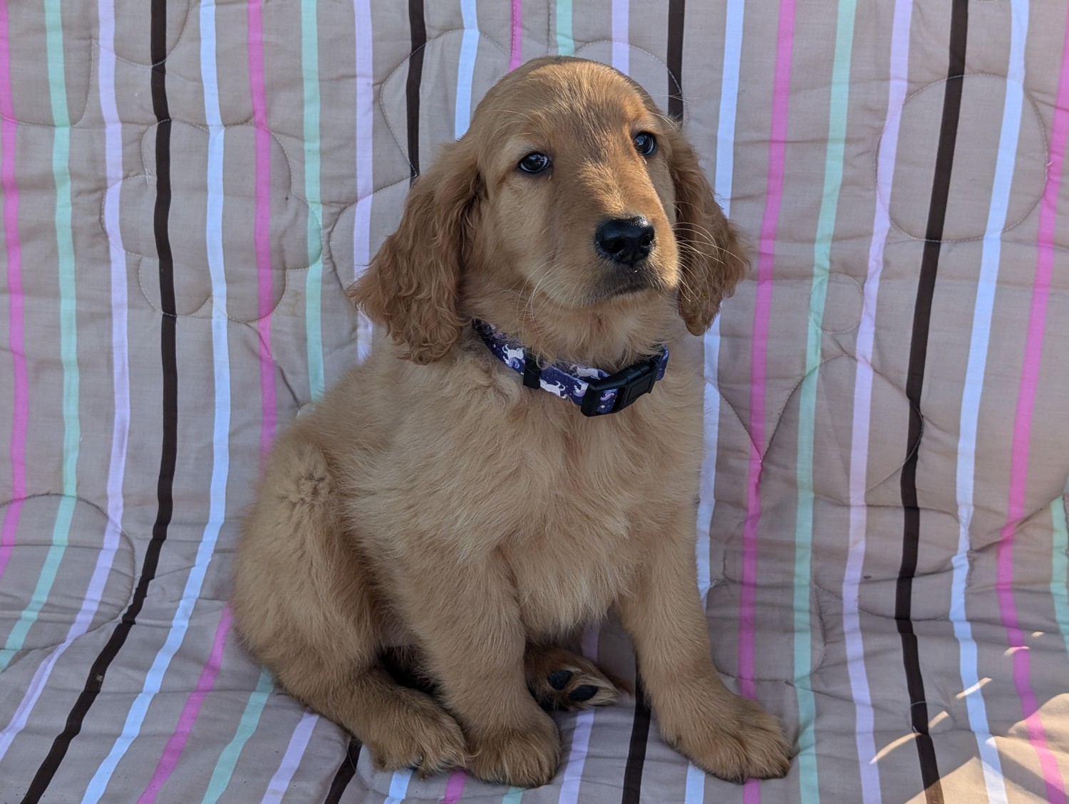 Golden Doodle Puppies For Sale Alliance, OH 615738