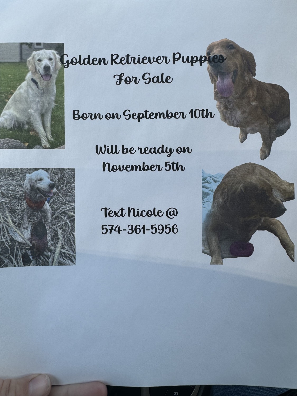 Golden Retriever Puppies For Sale Sheboygan, WI 614617