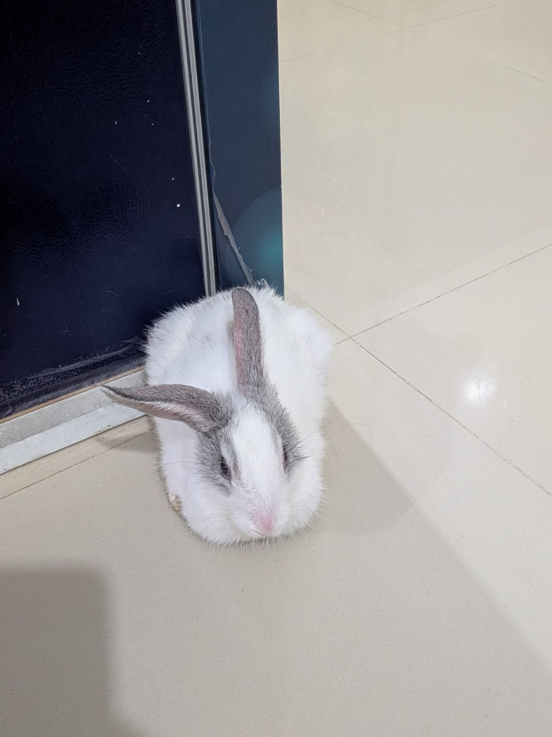 Nevada Rabbits Healthy Rabbits for Adoption in India | PetzLover