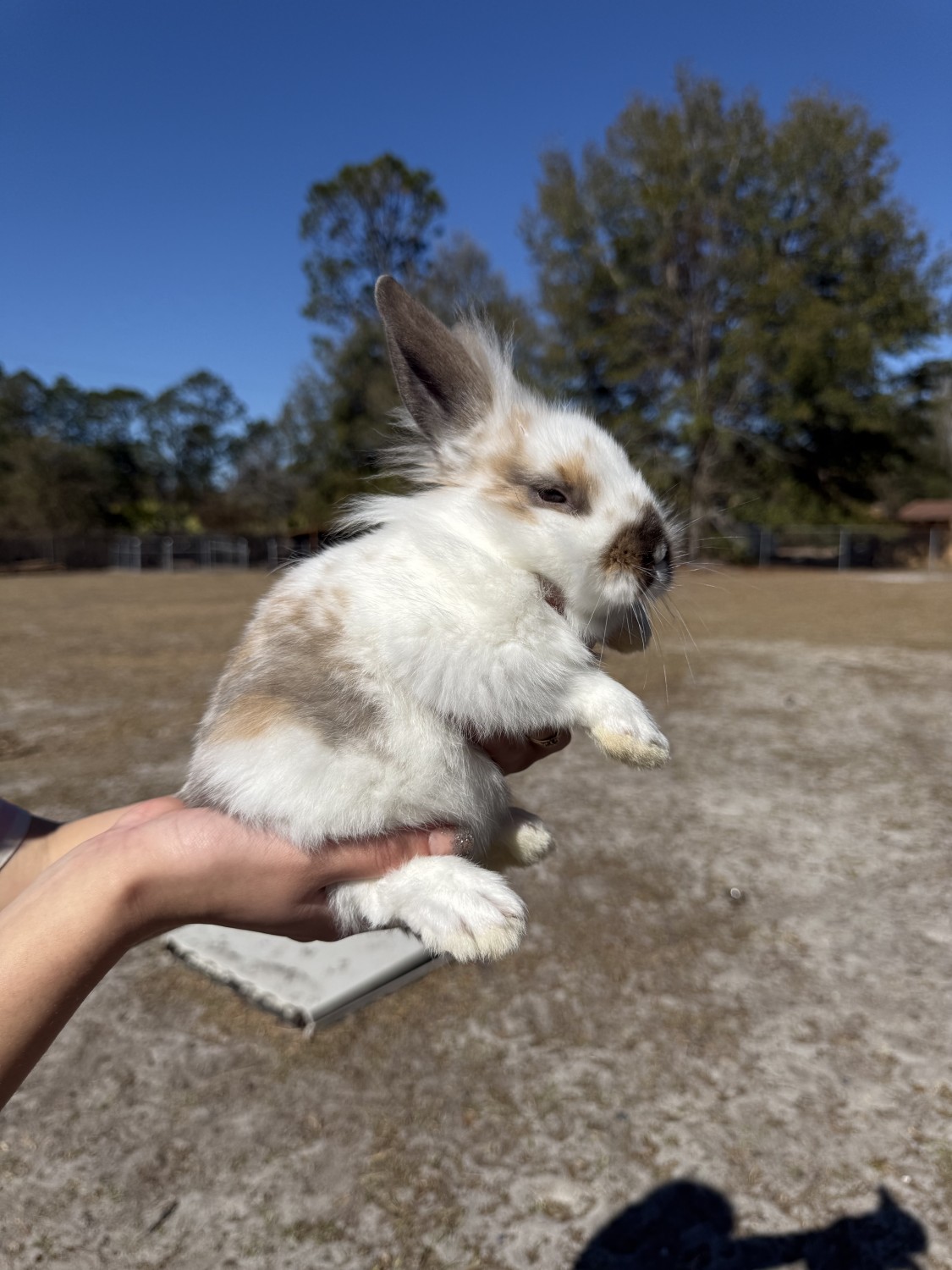 Lionhead rabbit Rabbits Listings in United States