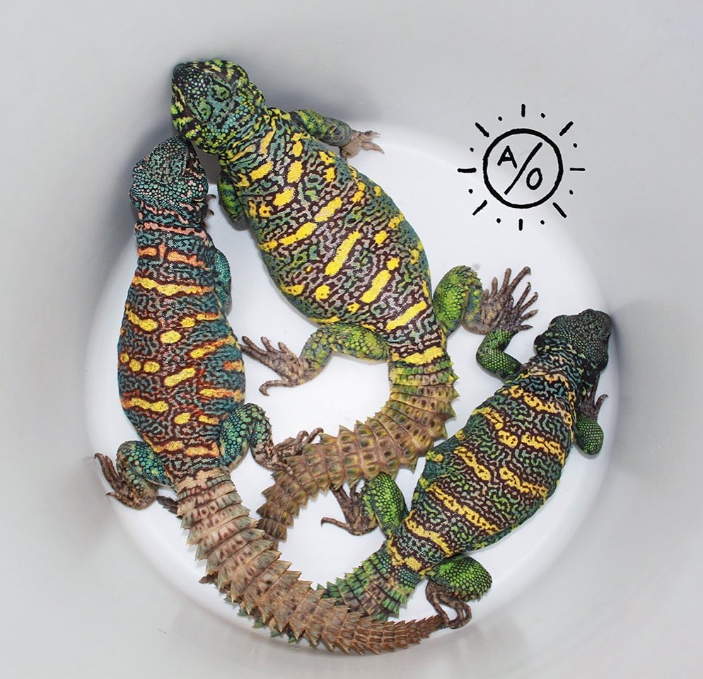 Lizard For Sale in Crescent City (1) | Petzlover