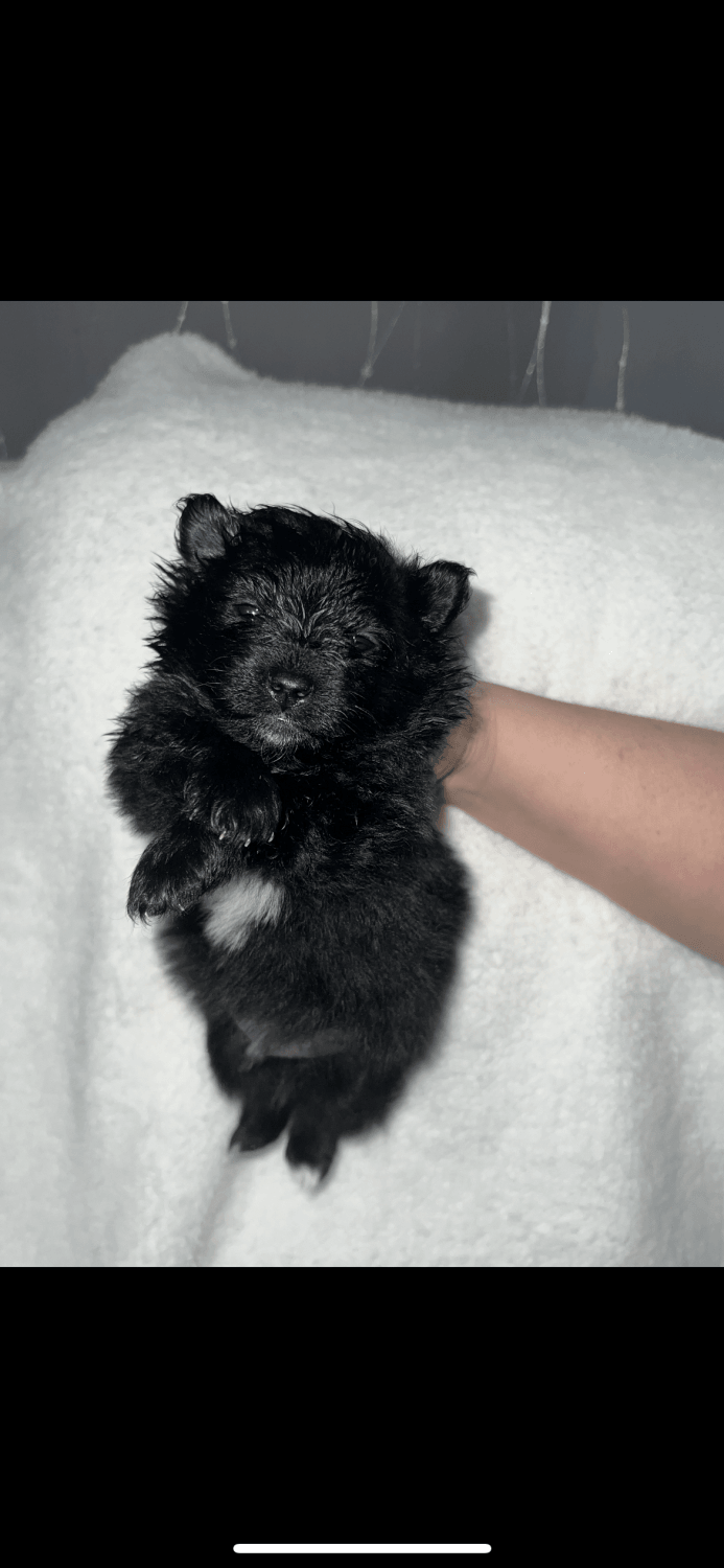 Pomeranian Puppies For Sale Liberty, MO 587703
