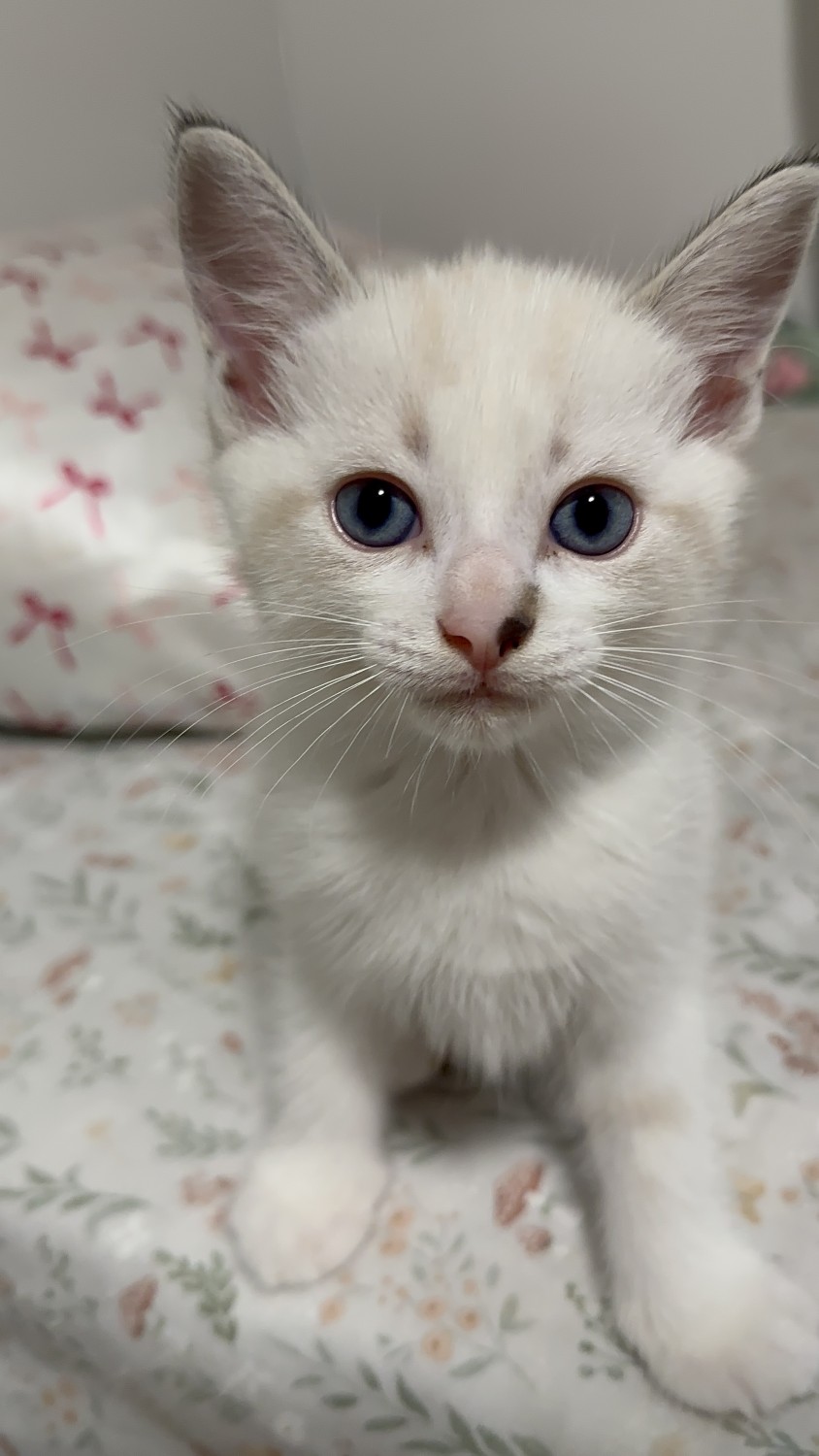 Healthy Ragdoll Cats & Kittens for Adoption in Ontario