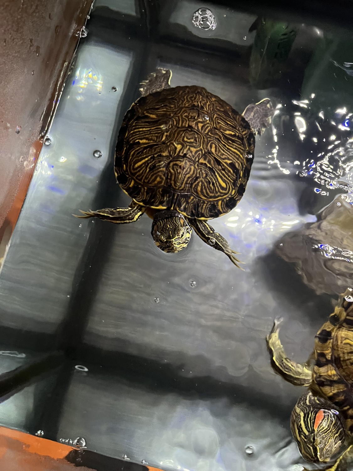 Red-eared slider turtle Available for Rehoming in United States