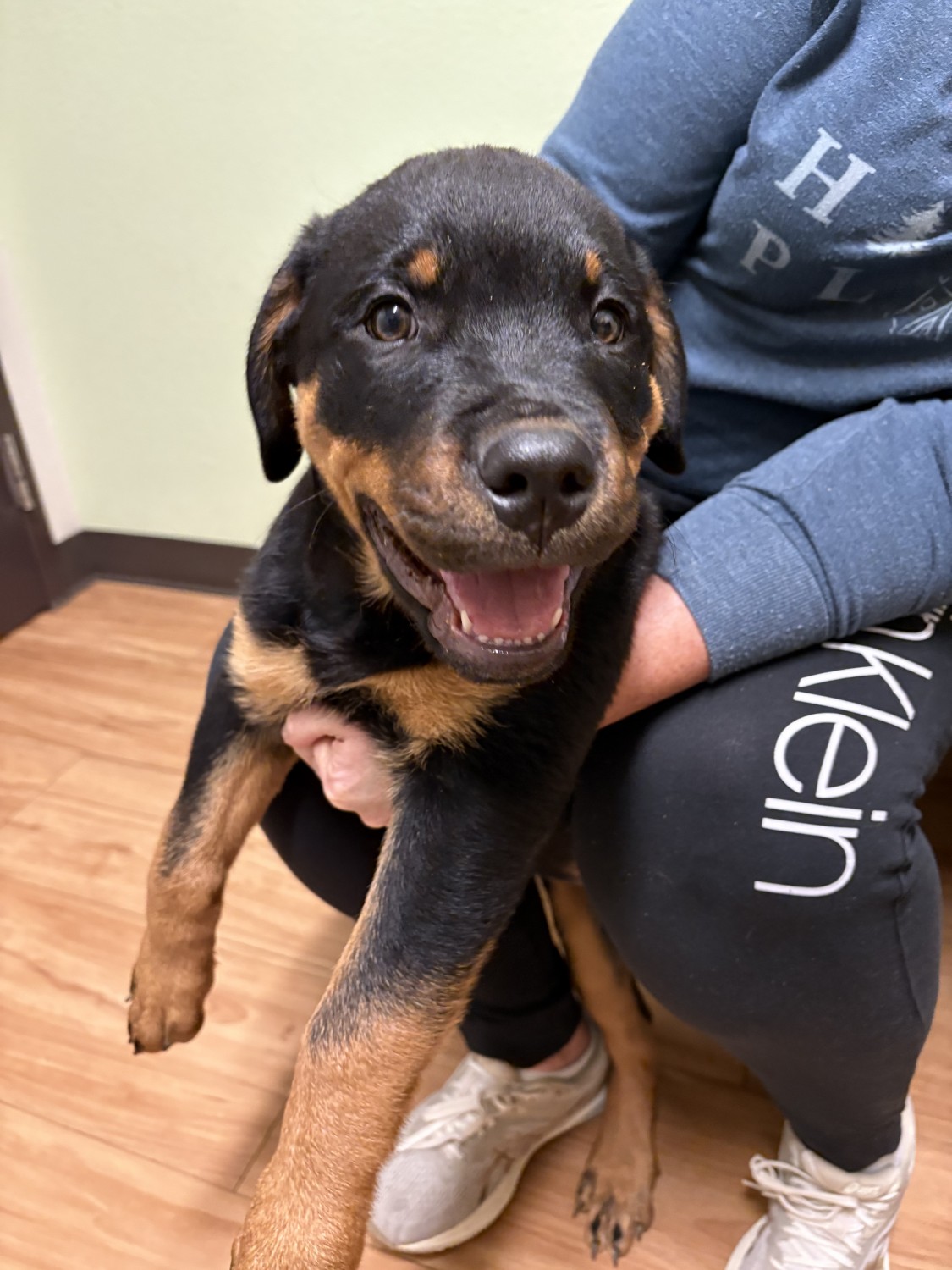 Buy Male Rottweiler Puppy in Colorado Springs, CO | #653321