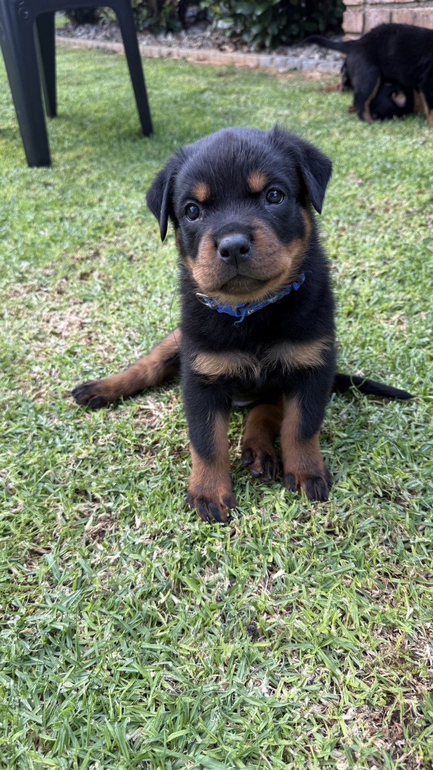 Healthy Rottweiler Puppies & Dogs for Sale in Gauteng | PetzLover