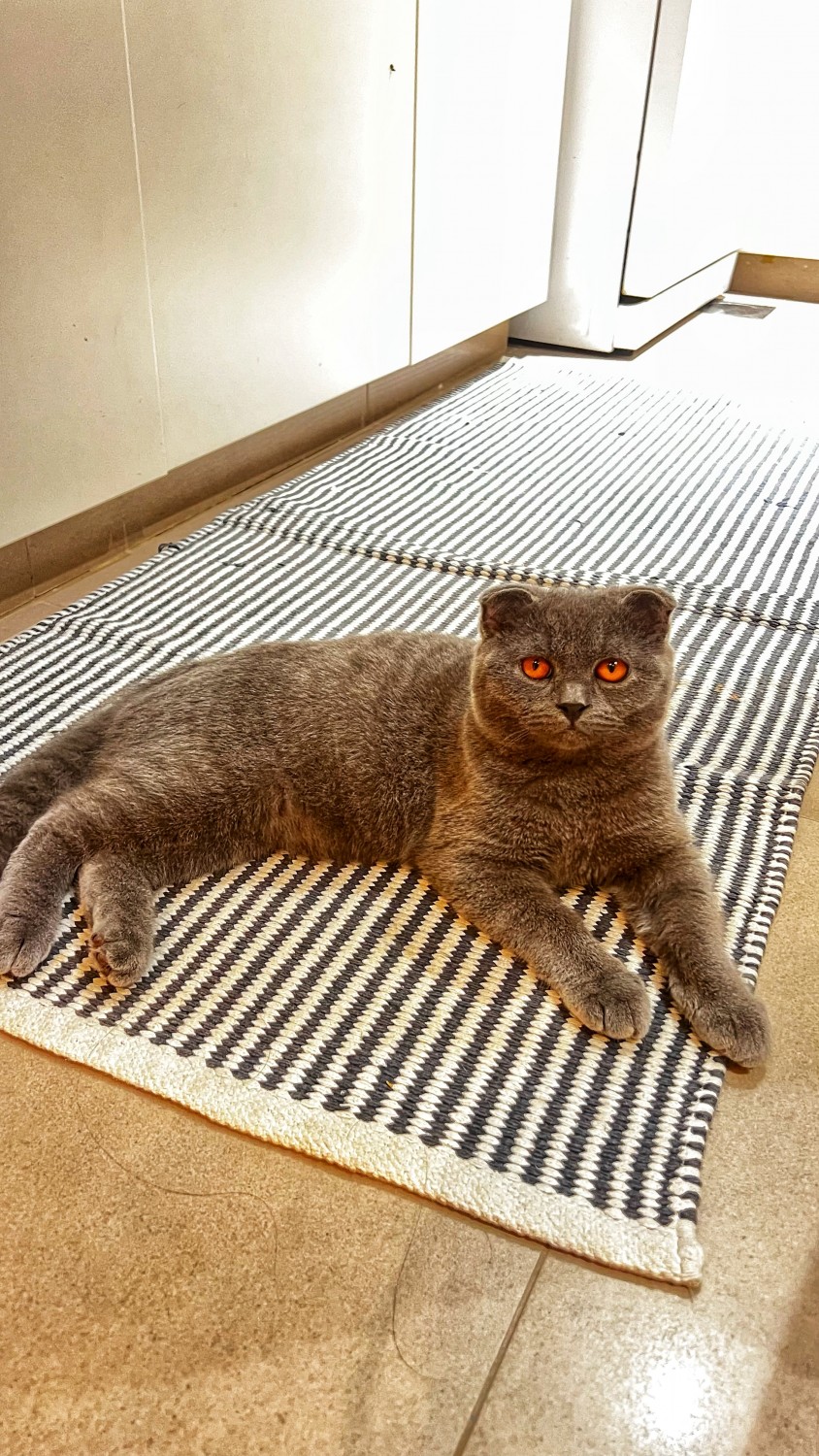 Scottish Fold Kitten for adoption in Hadaeq Sheikh Mohammed Bin Rashid ...