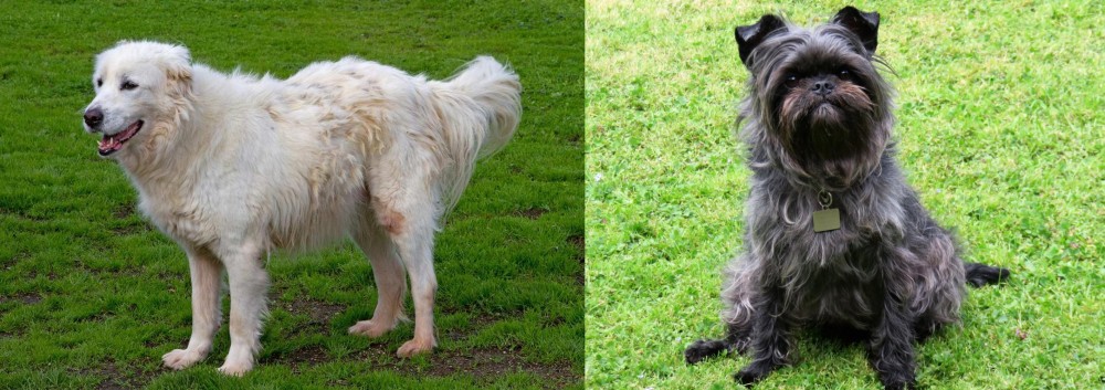 Affenpinscher vs Abruzzenhund - Breed Comparison
