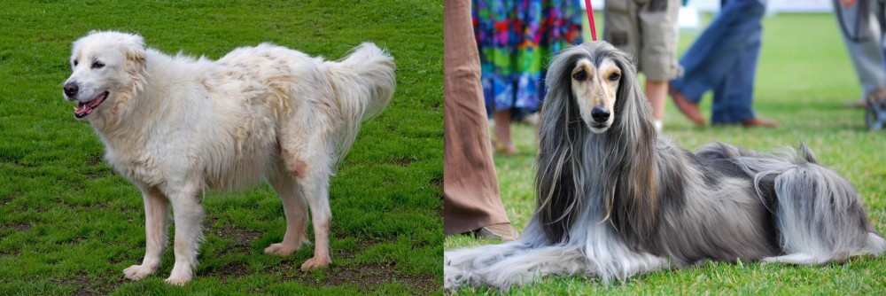 Afghan Hound vs Abruzzenhund - Breed Comparison