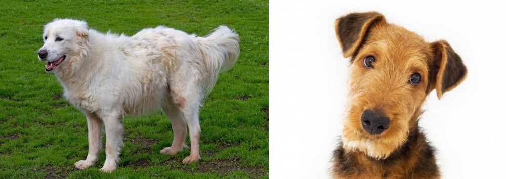 Airedale Terrier vs Abruzzenhund - Breed Comparison