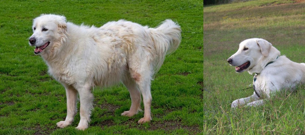 Akbash Dog vs Abruzzenhund - Breed Comparison