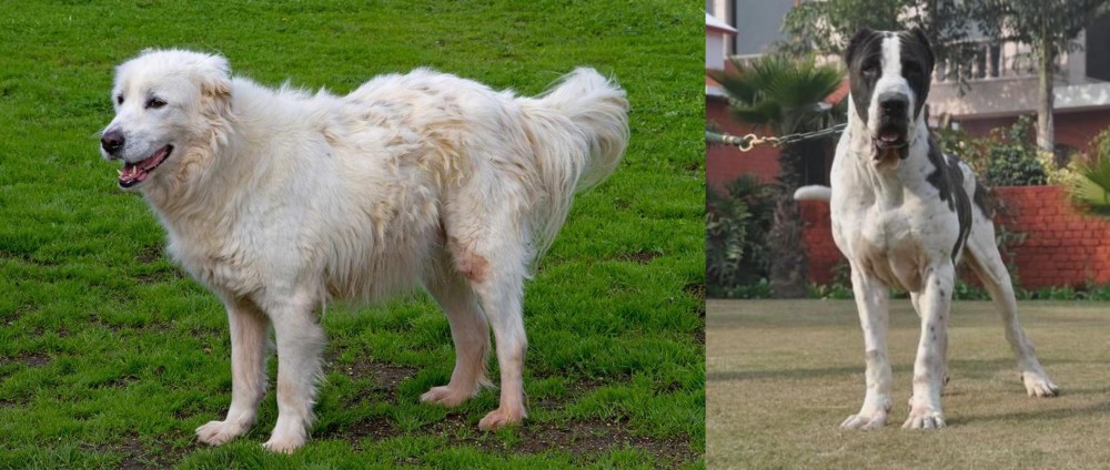 Alangu Mastiff vs Abruzzenhund - Breed Comparison