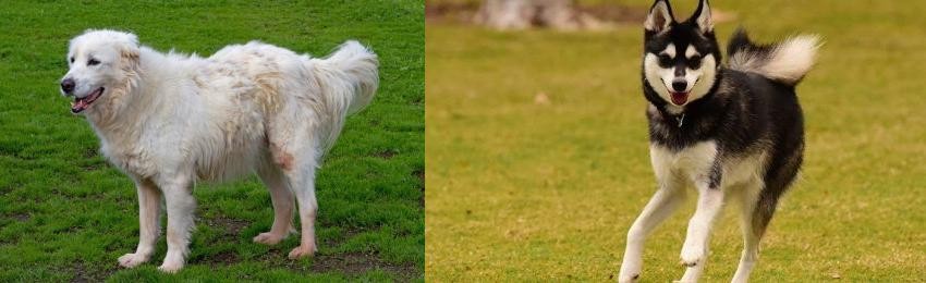 Alaskan Klee Kai vs Abruzzenhund - Breed Comparison