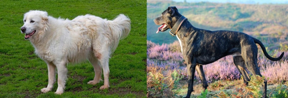 Alaunt vs Abruzzenhund - Breed Comparison