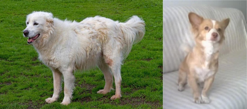 Alopekis vs Abruzzenhund - Breed Comparison