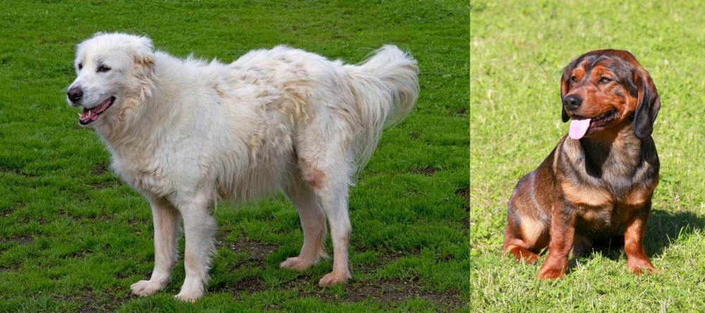 Alpine Dachsbracke vs Abruzzenhund - Breed Comparison