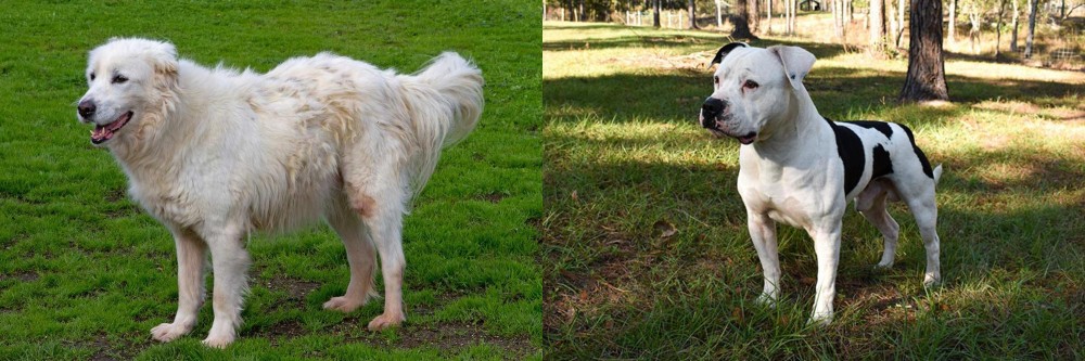 American Bulldog vs Abruzzenhund - Breed Comparison