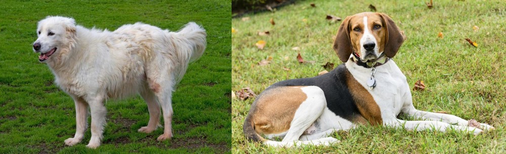 American English Coonhound vs Abruzzenhund - Breed Comparison