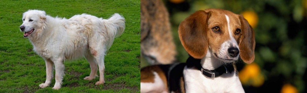 American Foxhound vs Abruzzenhund - Breed Comparison