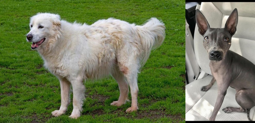 American Hairless Terrier vs Abruzzenhund - Breed Comparison